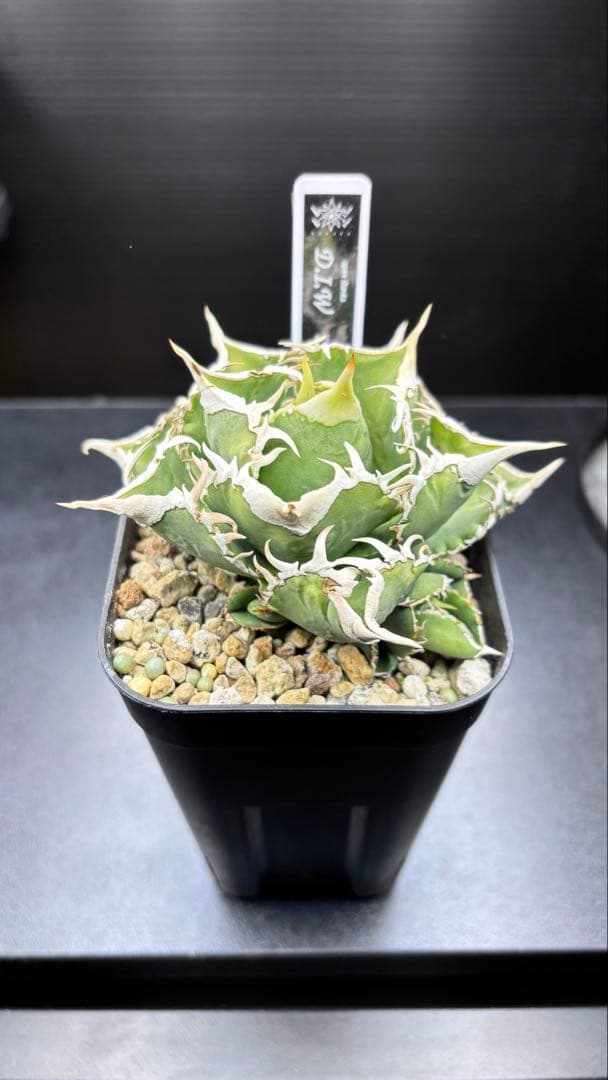 アガベ 台湾No name D.I.W 検)Ivory wa,大白鯊