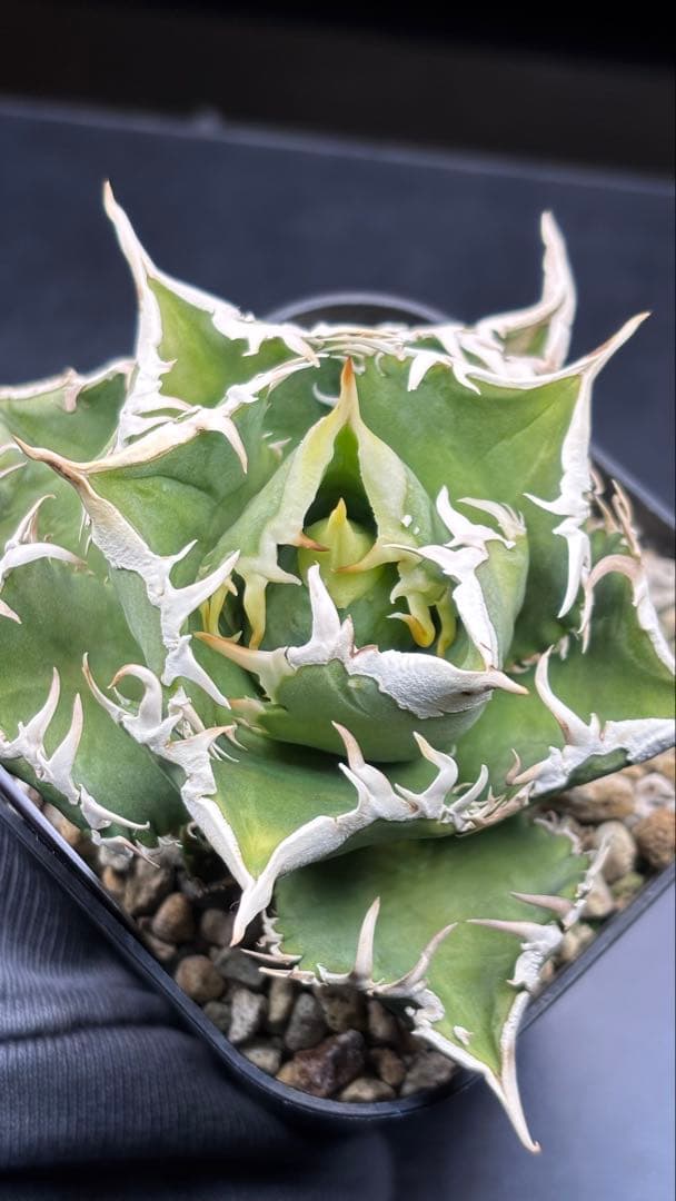 アガベ 台湾No name D.I.W 検)Ivory wa,大白鯊