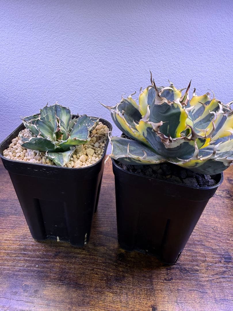 アガベ白鯨　2種セット