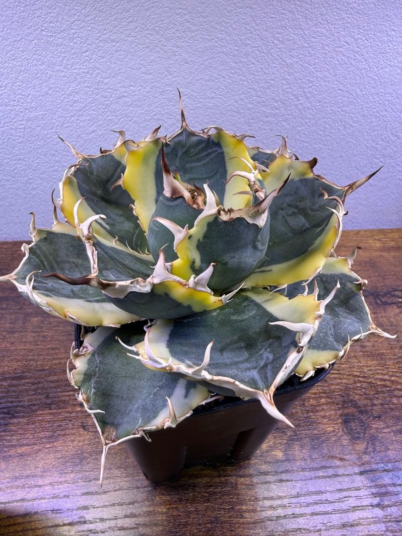 アガベ白鯨　2種セット