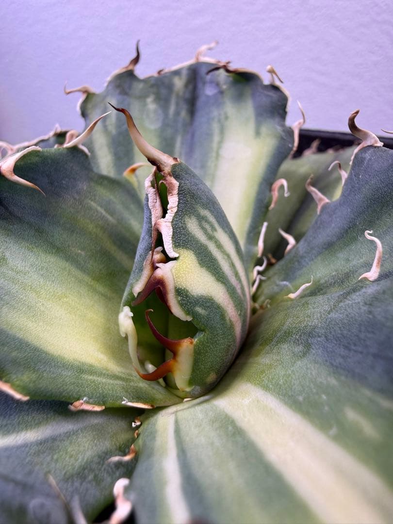 アガベ白鯨　2種セット