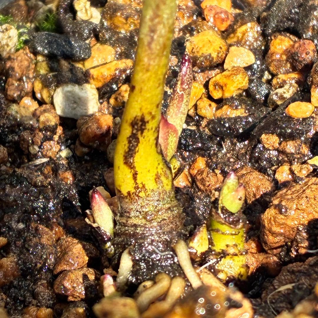 ヒ*イ様 ❤️根パンパン❤️⭐️超⭐️沢山新芽❤️3293⭐️SD⭐️herce