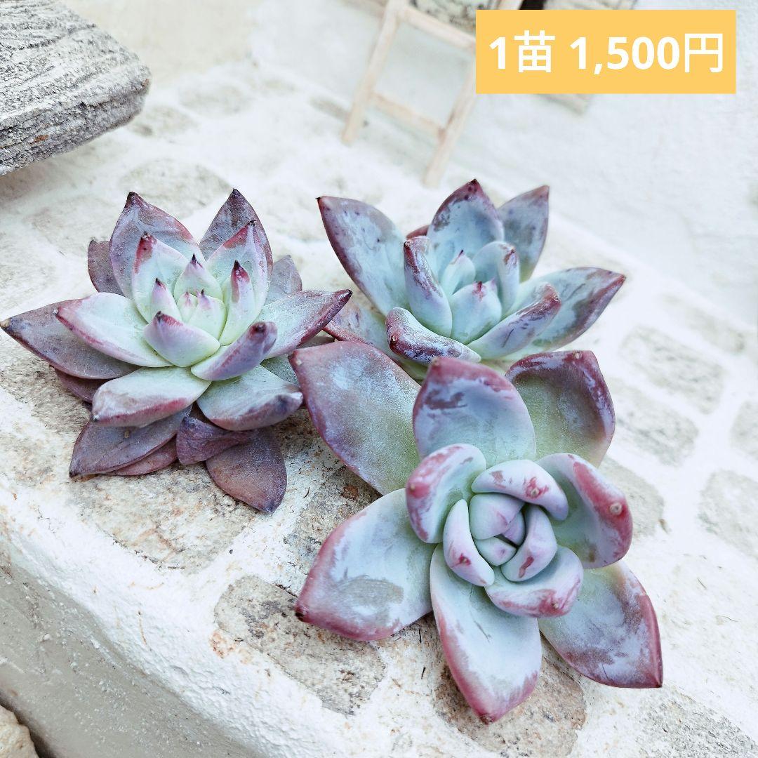 ブラックサバス(中苗)◎多肉植物 カット苗 韓国苗 エケベリア等