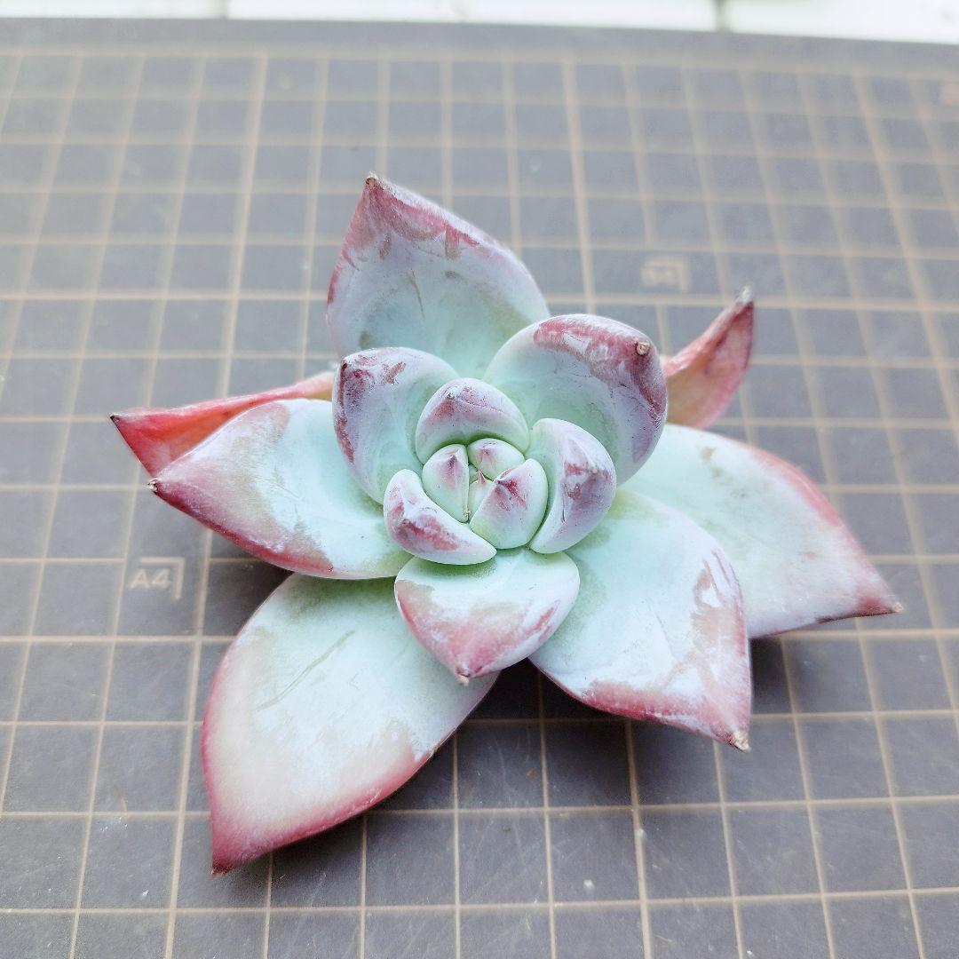 ブラックサバス(中苗)◎多肉植物 カット苗 韓国苗 エケベリア等