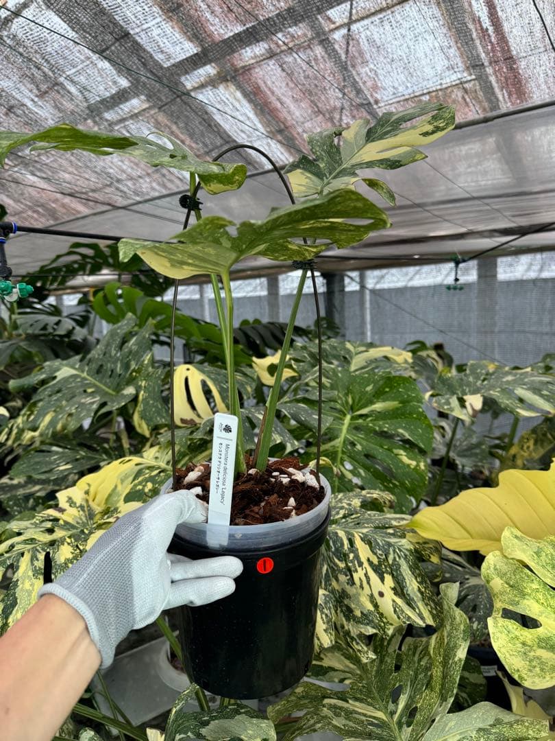 1 モンステラ　デリシオーサ　レガシー　美健康株