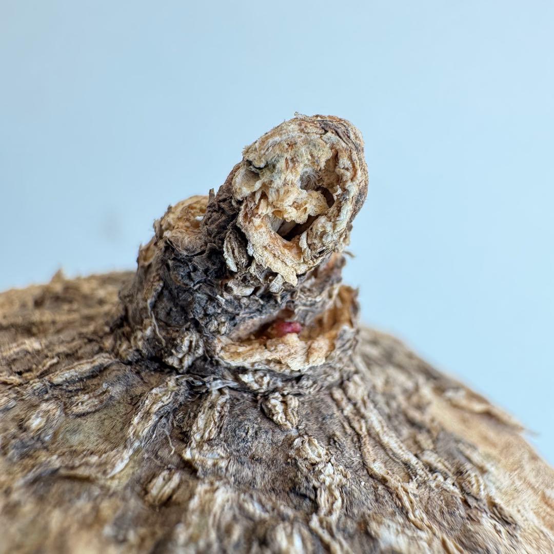 17.アデニア・オバタ 輸入直後新芽ありベアルート株　Adenia Ovata