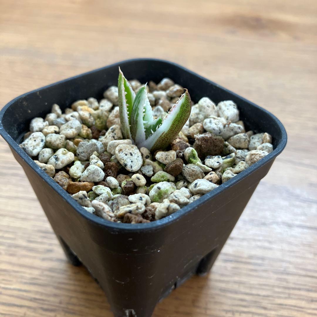 速達【鉢ごと発送】希少　安定株　アガべ　チタノタ　豆豆龍錦　トトロ錦　TC 覆輪