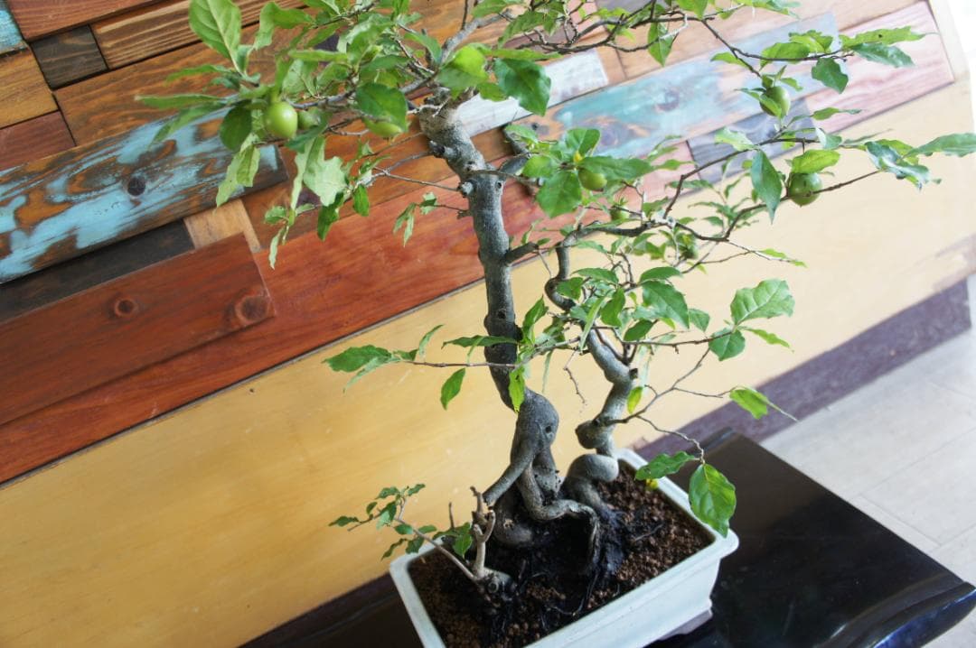 盆栽 『次郎柿』 花 インテリア 実 オブジェ 送料無料 観葉植物 174