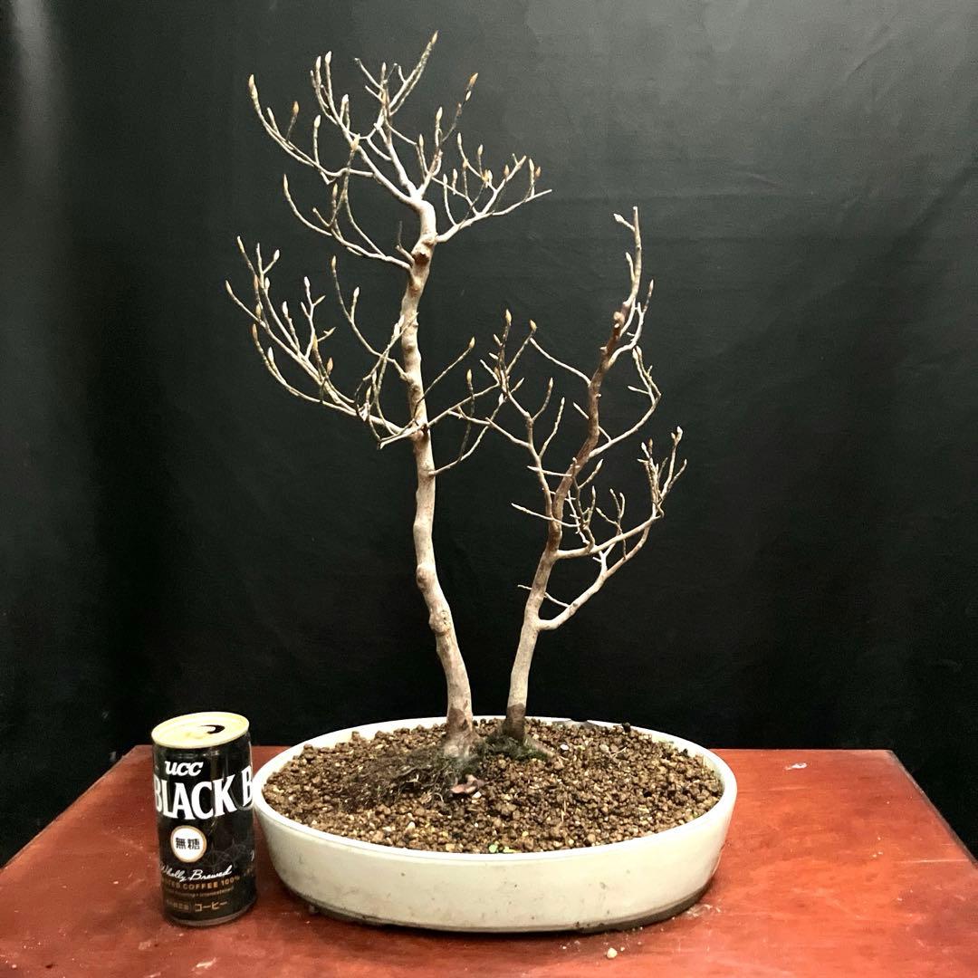 ヒメシャラ 盆栽