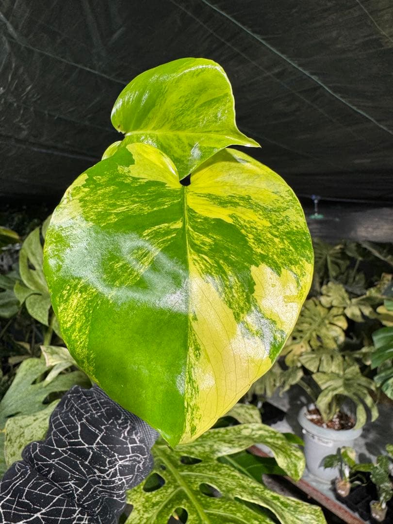 Mr5モンステラ　イエローマリリン　黄斑入り