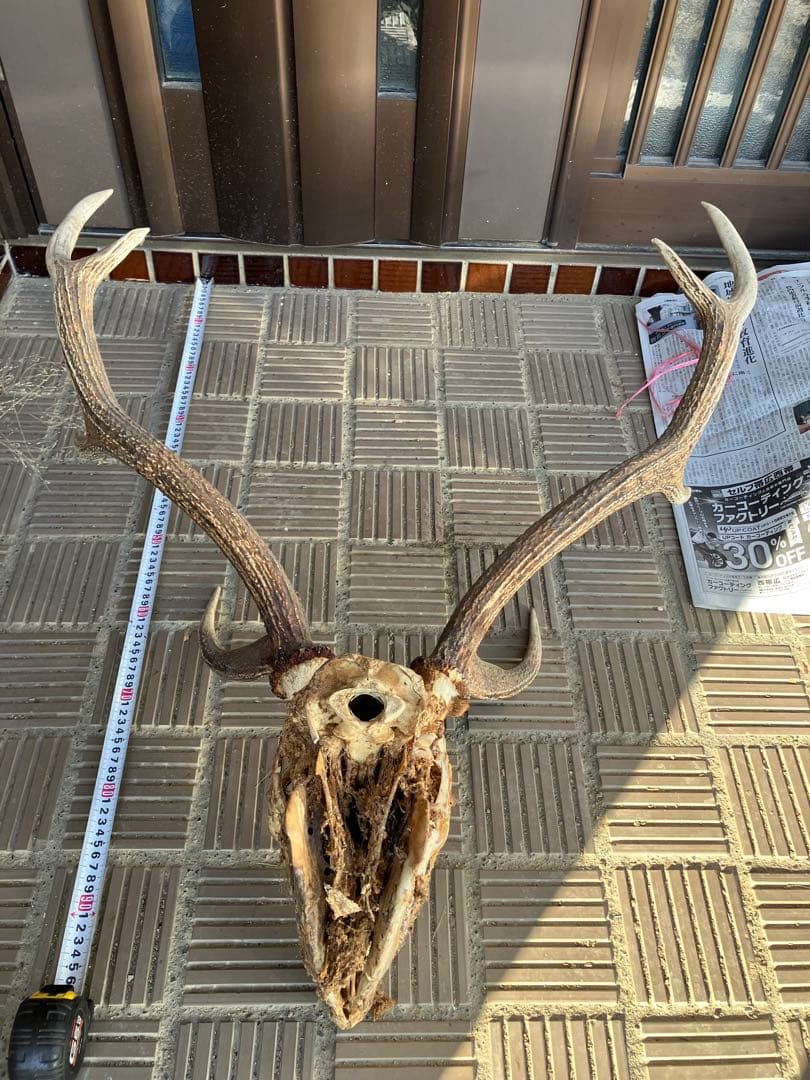 鹿の角と頭骨 エゾシカ