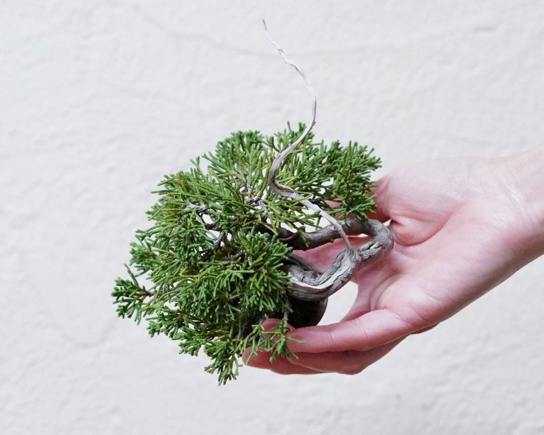 「亦盆栽」糸魚川真柏 小品盆栽