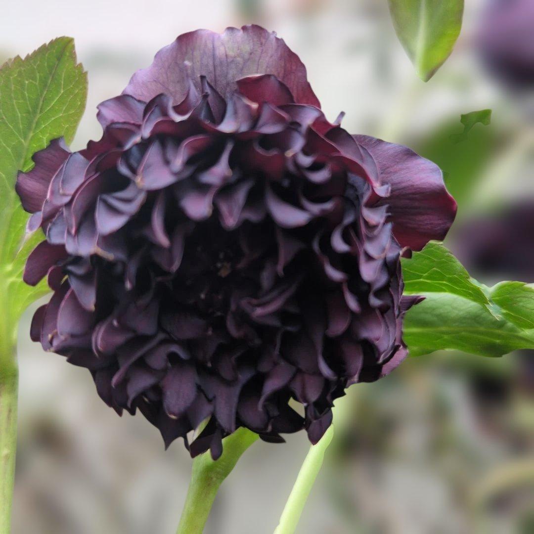 広瀬園芸 ❤️ クレオパトラ❤️ クリスマスローズ❤️超多弁