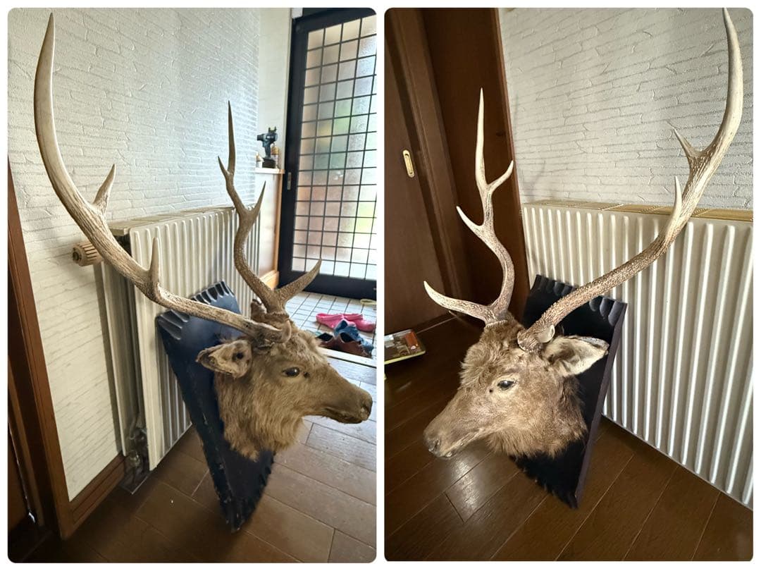 ビ*ビ様 ボリューム抜群　鹿 ハンティングトロフィー 剥製 壁飾り インテリア
