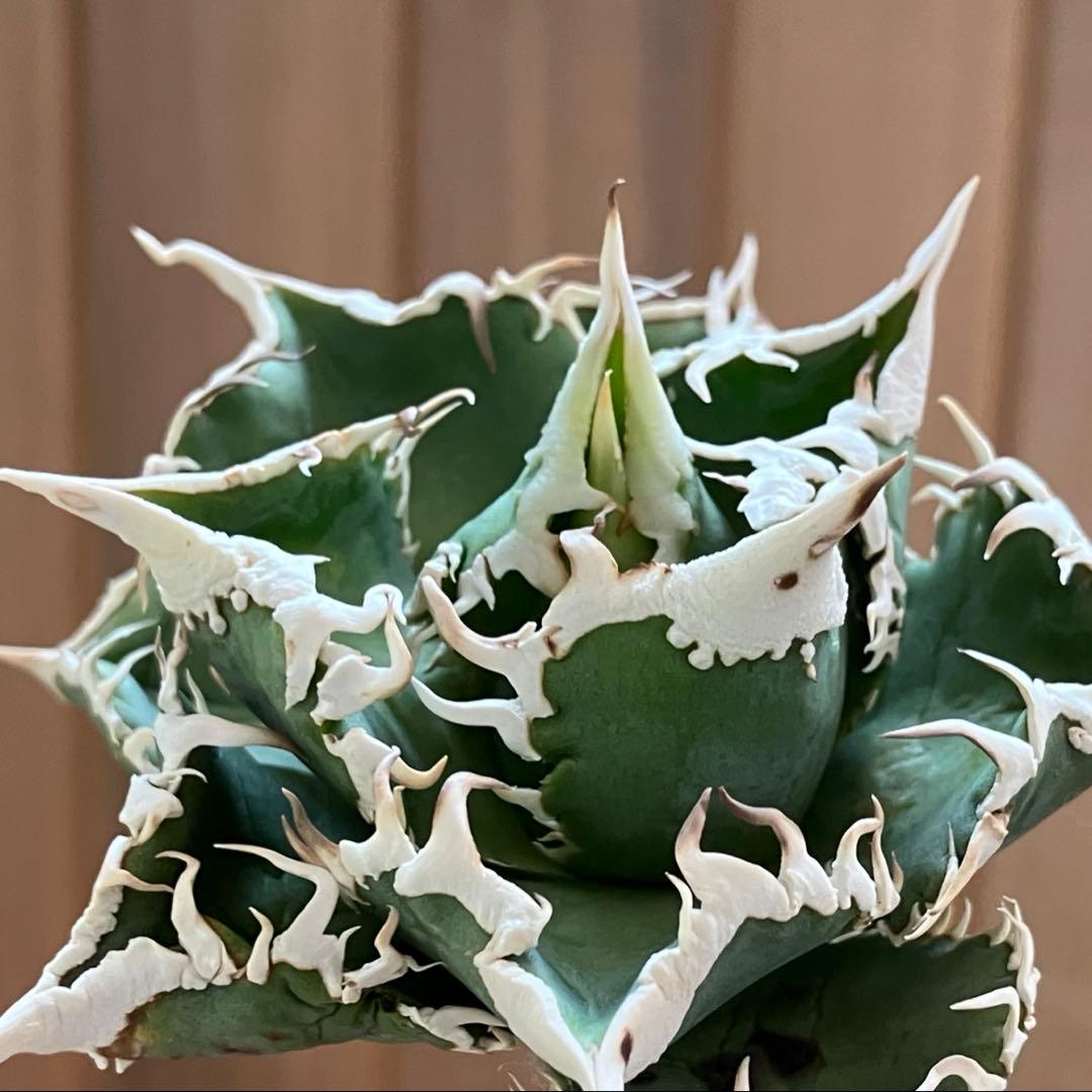 【初売り】75 超選抜　太棘　優秀　バンド幅特大　アガベ　白豪刺TC 匿名配送⑧