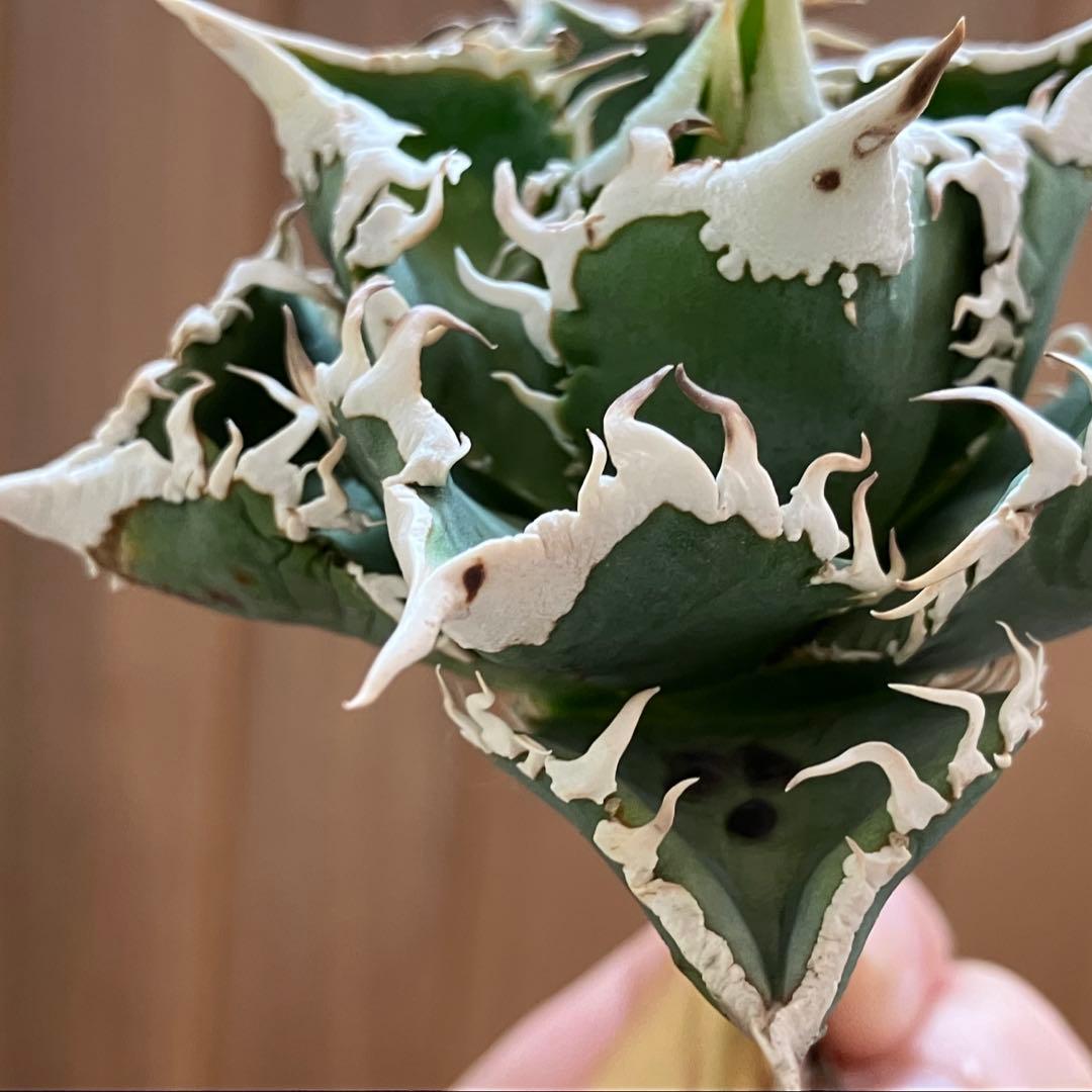 【初売り】75 超選抜　太棘　優秀　バンド幅特大　アガベ　白豪刺TC 匿名配送⑧