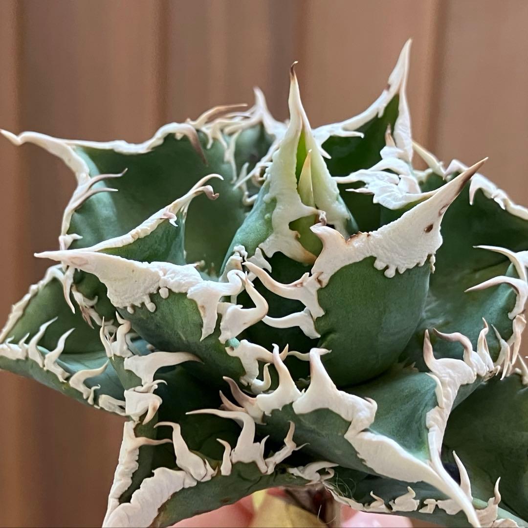 【初売り】75 超選抜　太棘　優秀　バンド幅特大　アガベ　白豪刺TC 匿名配送⑧