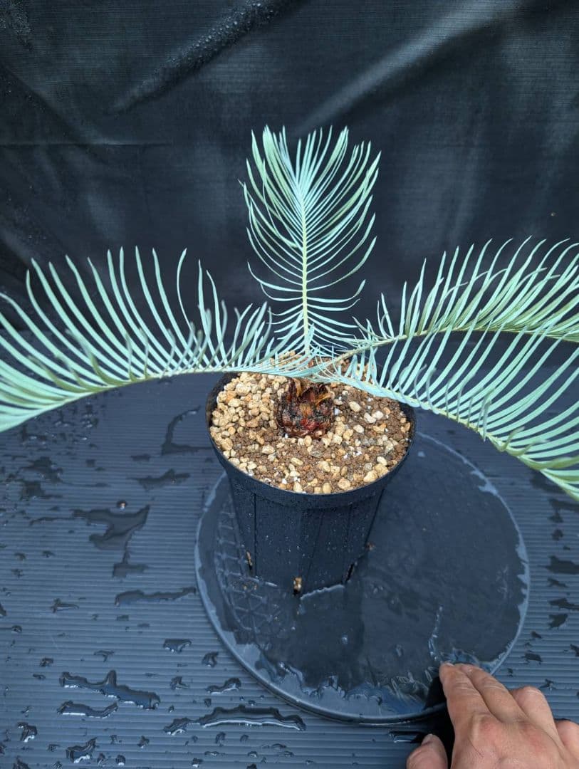 ベストセレクション 6サイカス カイルンシアナ スーパーブルー