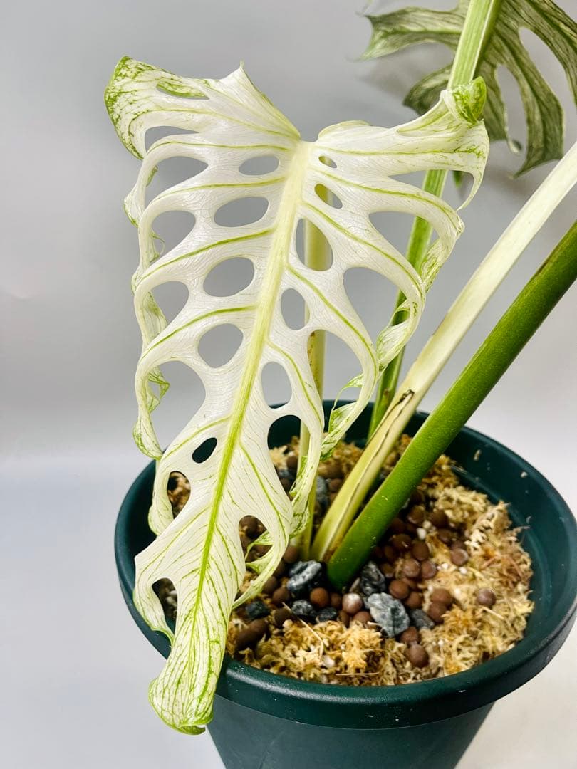 モンステラ デビルモンスター　MONSTERA DEVIL MONSTER