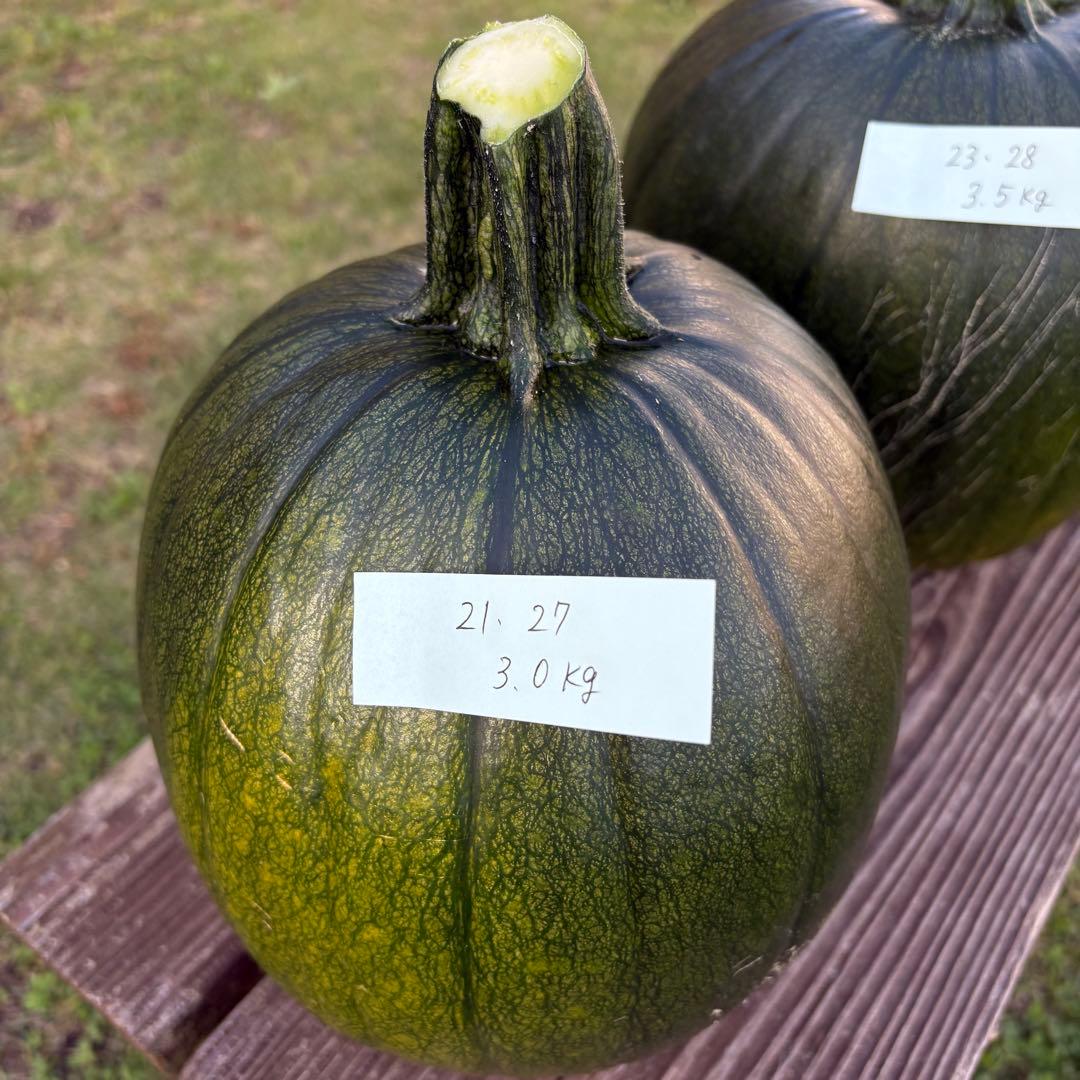 【ぷーこ】ハロウィンかぼちゃ　本物