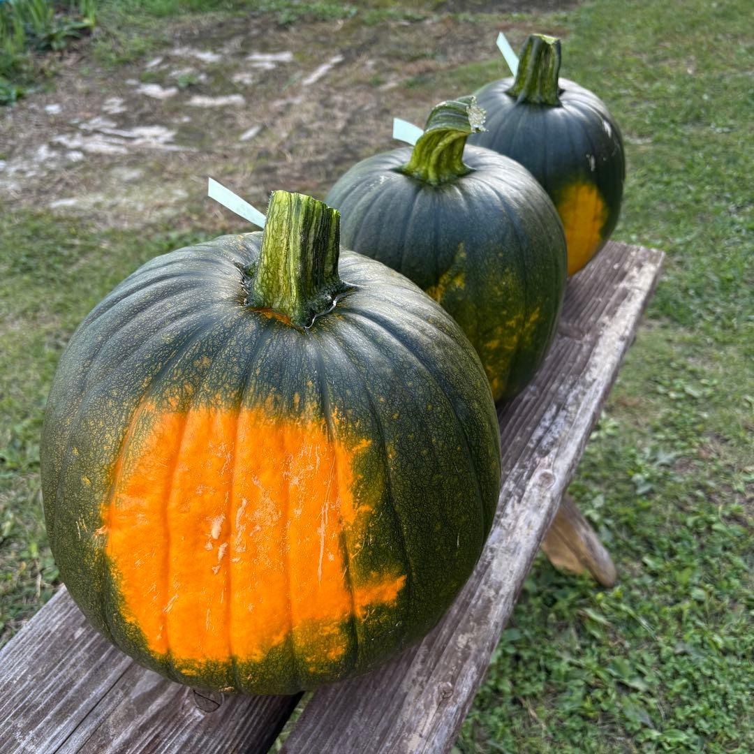 【ぷーこ】ハロウィンかぼちゃ　本物