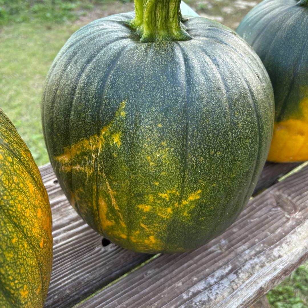 【ぷーこ】ハロウィンかぼちゃ　本物