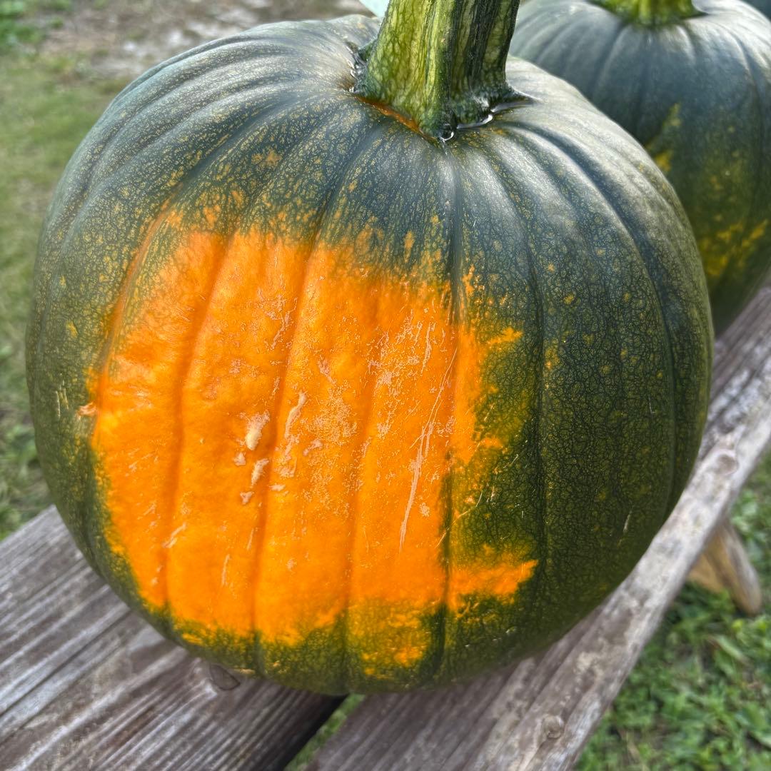 【ぷーこ】ハロウィンかぼちゃ　本物