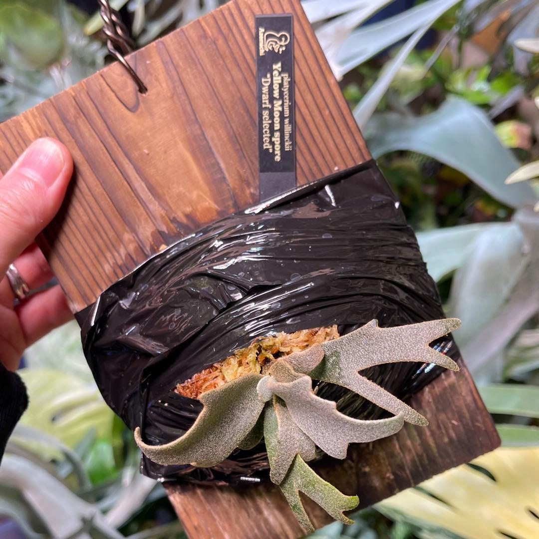 ビカクシダ yellow moon spore dwarf selected