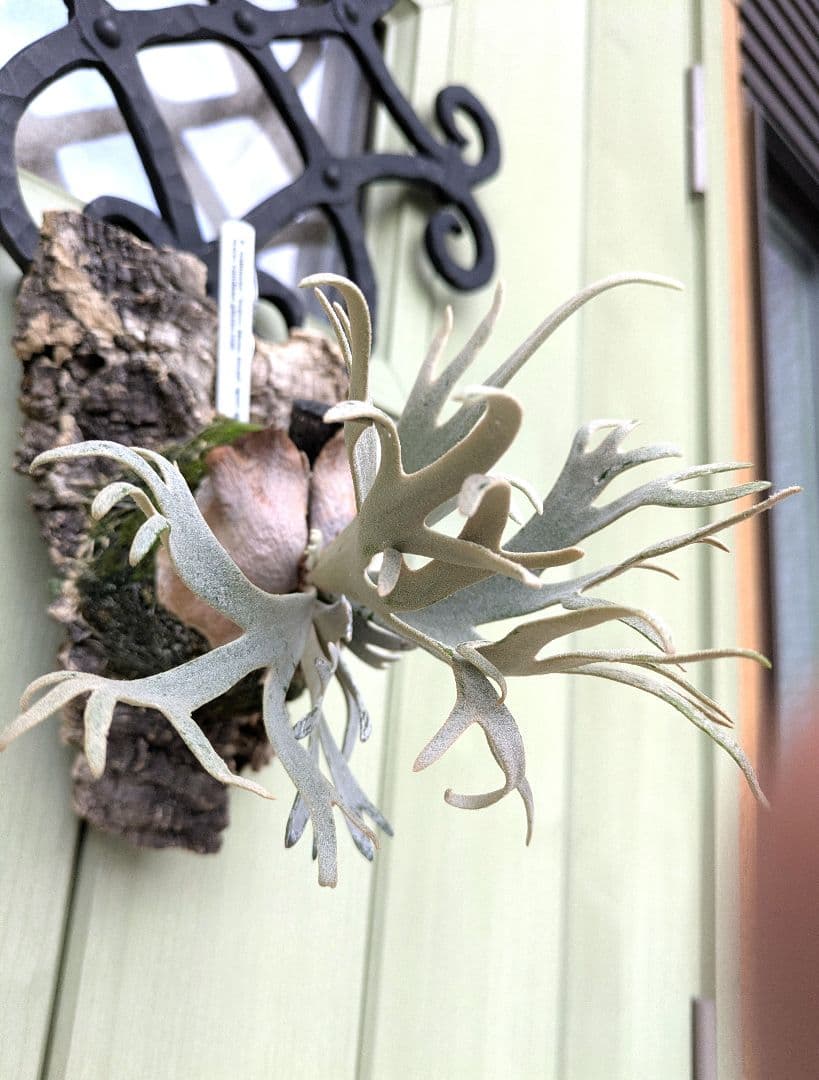 ビカクシダ☆yellow moon dwarf spore☆selected株