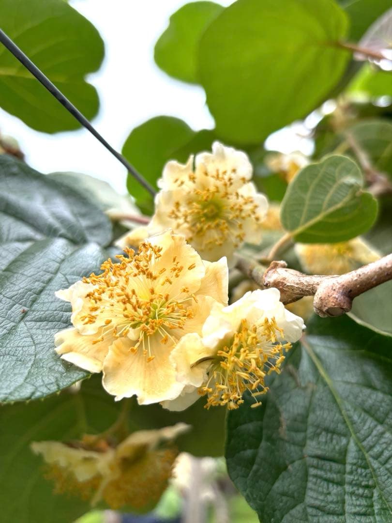 【30g】純花粉　キウイフルーツ　花粉　雄花　日本製