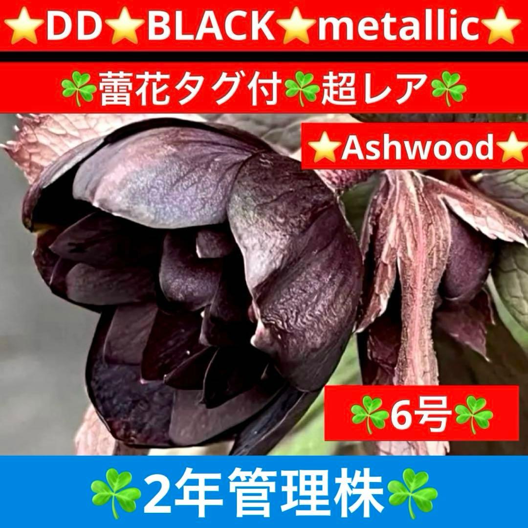 ☘️蕾花タグ付☘️超レア☘️6号⭐️DD⭐️BLACK⭐️llic⭐️Ashwood⭐️