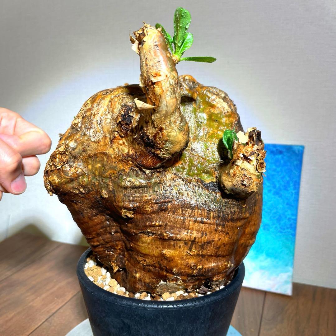 牛骨頭部　オレンジ肌　パキポディウム　サウンデルシー　サンデルシー　現地球発根済