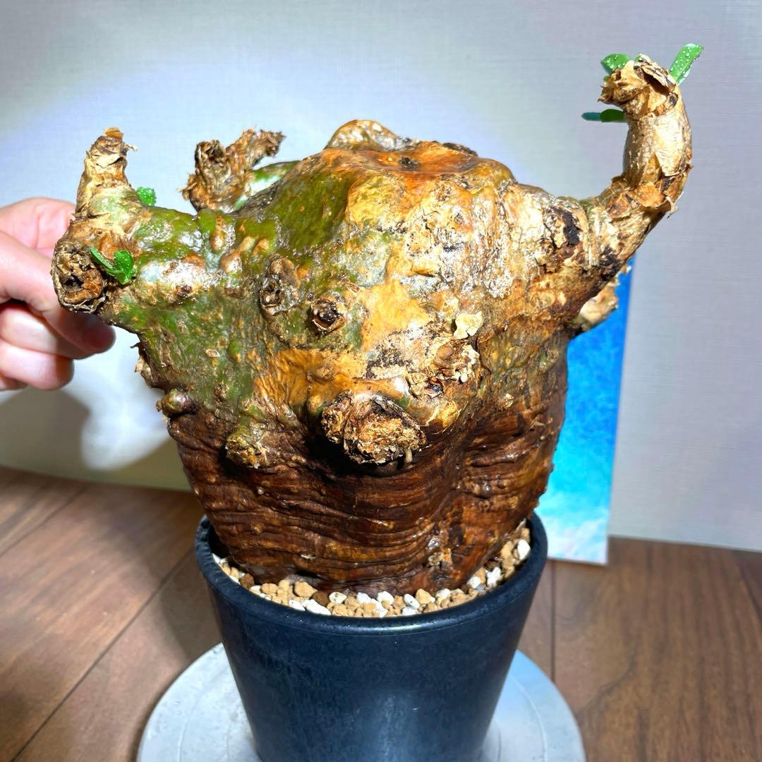 牛骨頭部　オレンジ肌　パキポディウム　サウンデルシー　サンデルシー　現地球発根済