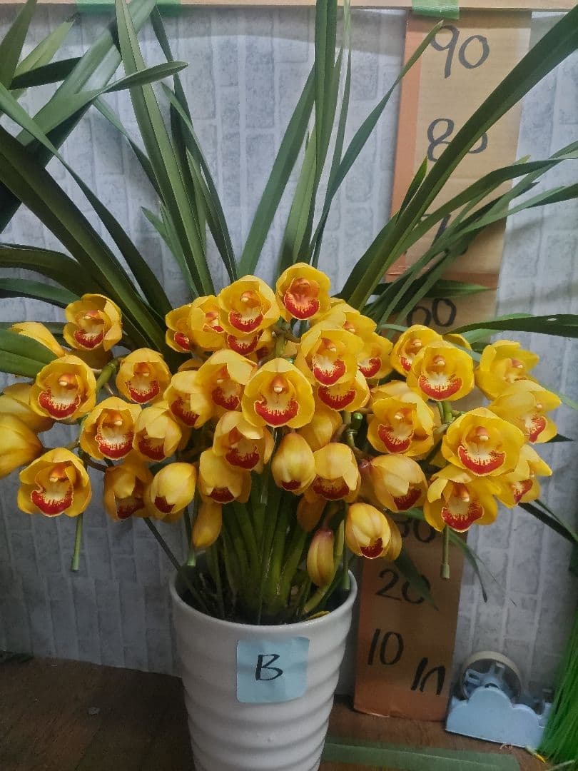 ⭐️シンピジュームアーチ５本立ち⭐️チャペルの鐘