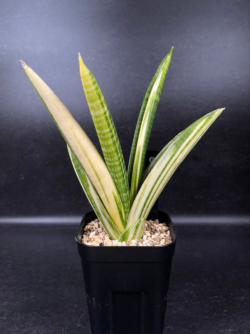 EMP サンセベリア マーシャアンジャニ / SA317