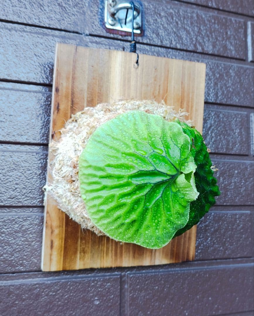 Ｍadagascariense (oc)株分 NO.27 マダガスカリエンセ