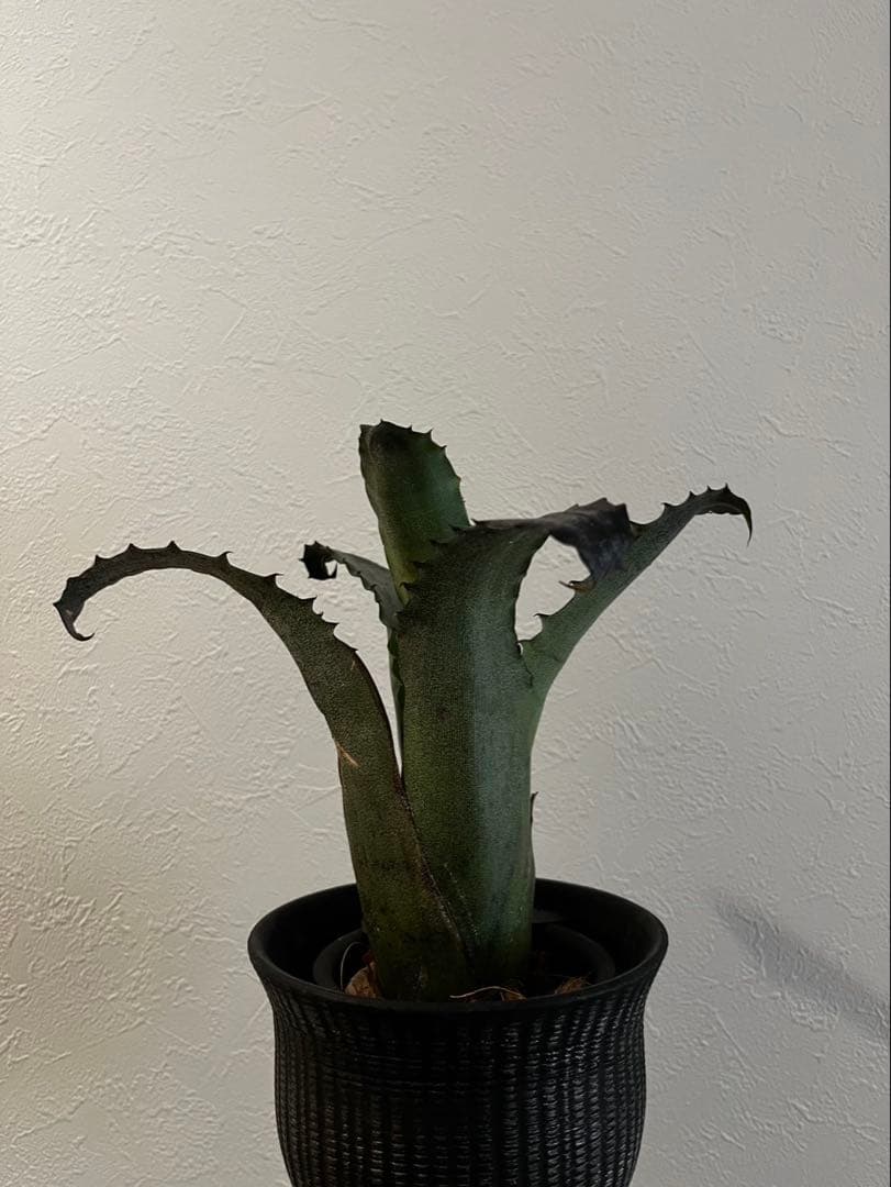 Hohenbergia “Sandra’s Mountain” ホヘンベルギア