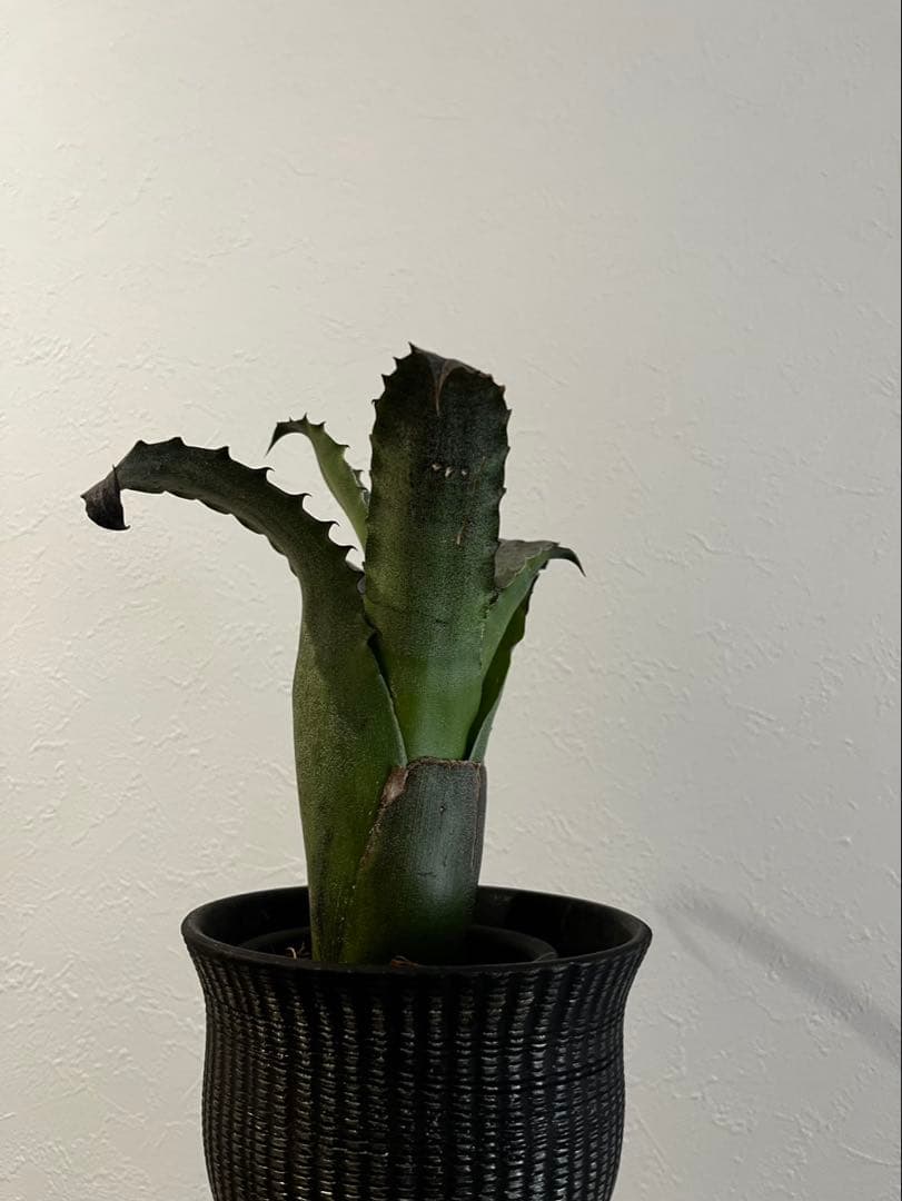 Hohenbergia “Sandra’s Mountain” ホヘンベルギア