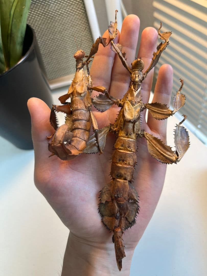 【150mm】ユウレイヒレアシナナフシの昆虫標本 コノハムシ