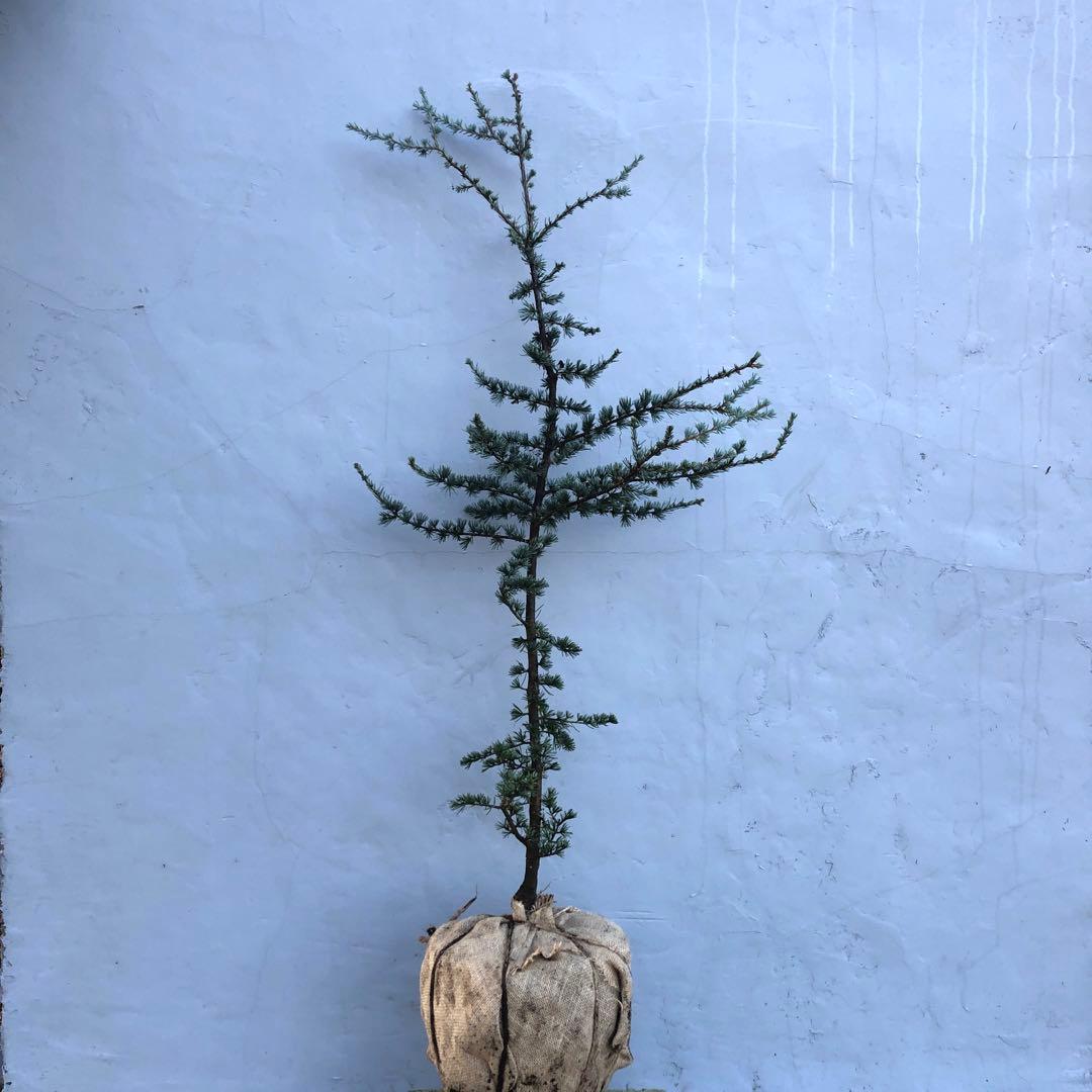 アトラスシーダー　グラウカ　大型