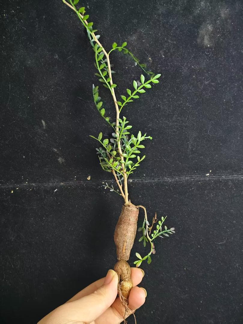 a*m様 オペルクリカリア パキプス／Operculicarya pachypu