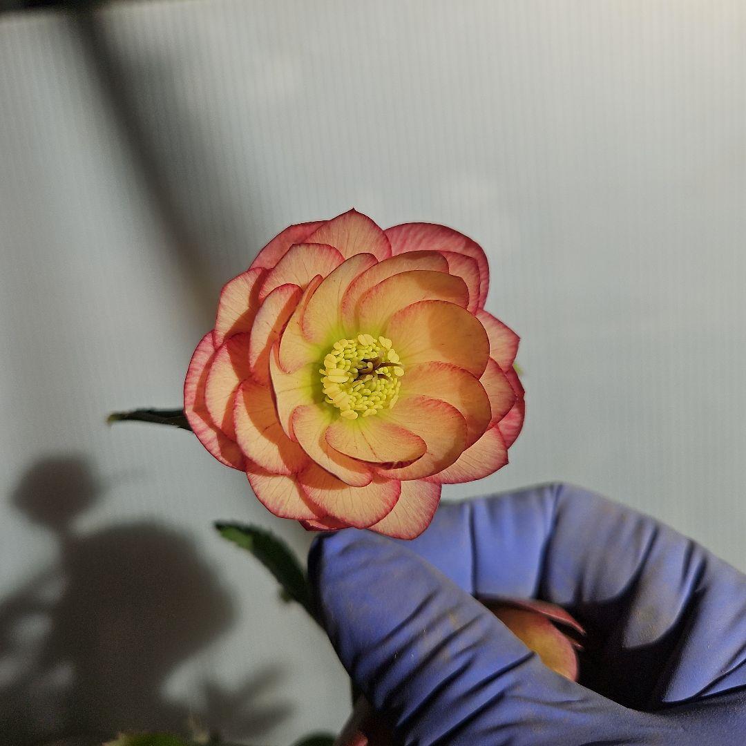 ㉖-253クリスマスローズ