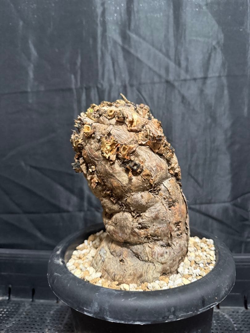 発根済み　ユーフォルビア　ムランジーナ