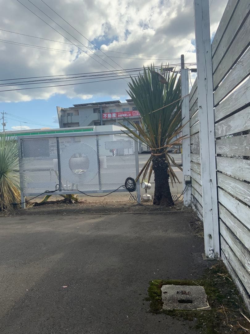 希少ユッカ・カルネロサーナ　ドライガーデン