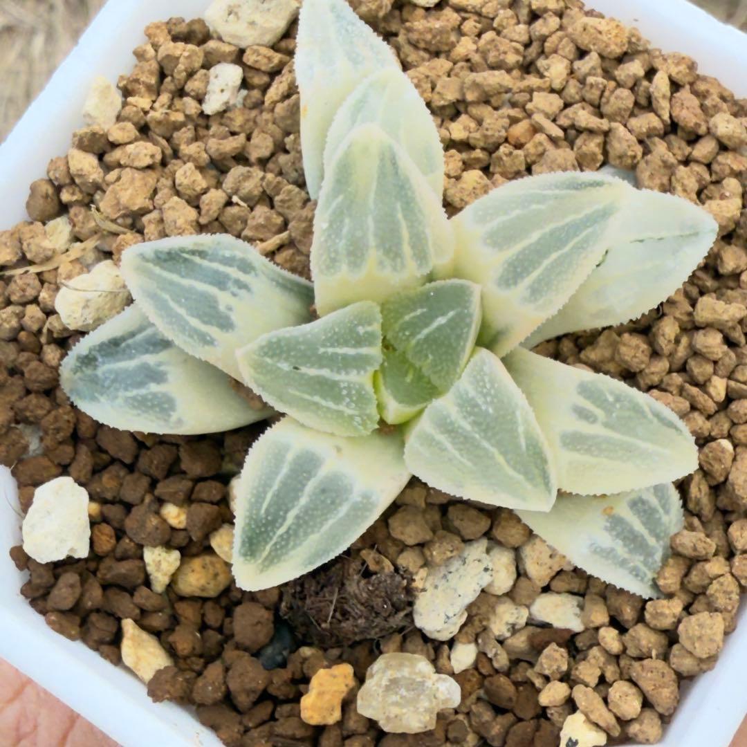 多肉植物 ハオルチア ピグマエア錦糊斑