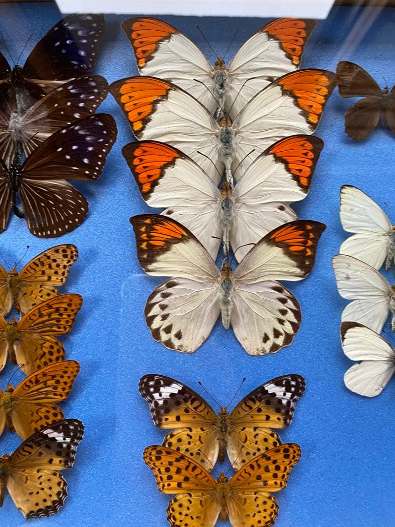蝶々標本　27頭　木製額(ガラス) 約30cm x 43cm