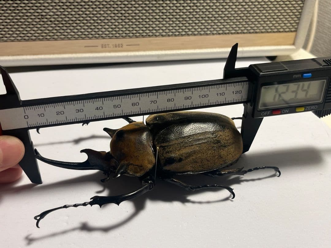 【WC123mm】エレファスゾウカブト コーカサスオオカブト 昆虫標本