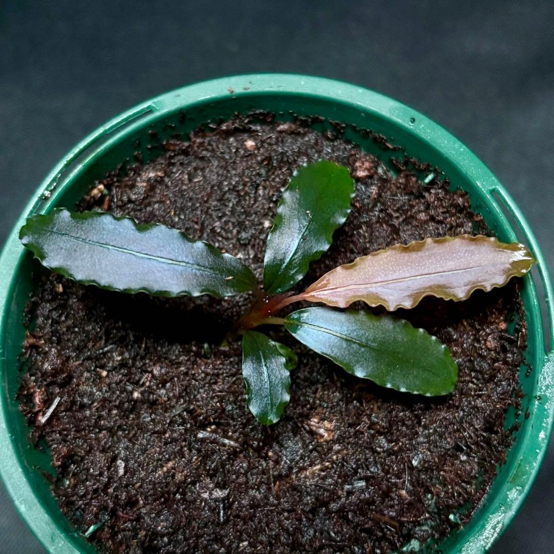 ブセファランドラsp.ブラウニーレッド2015