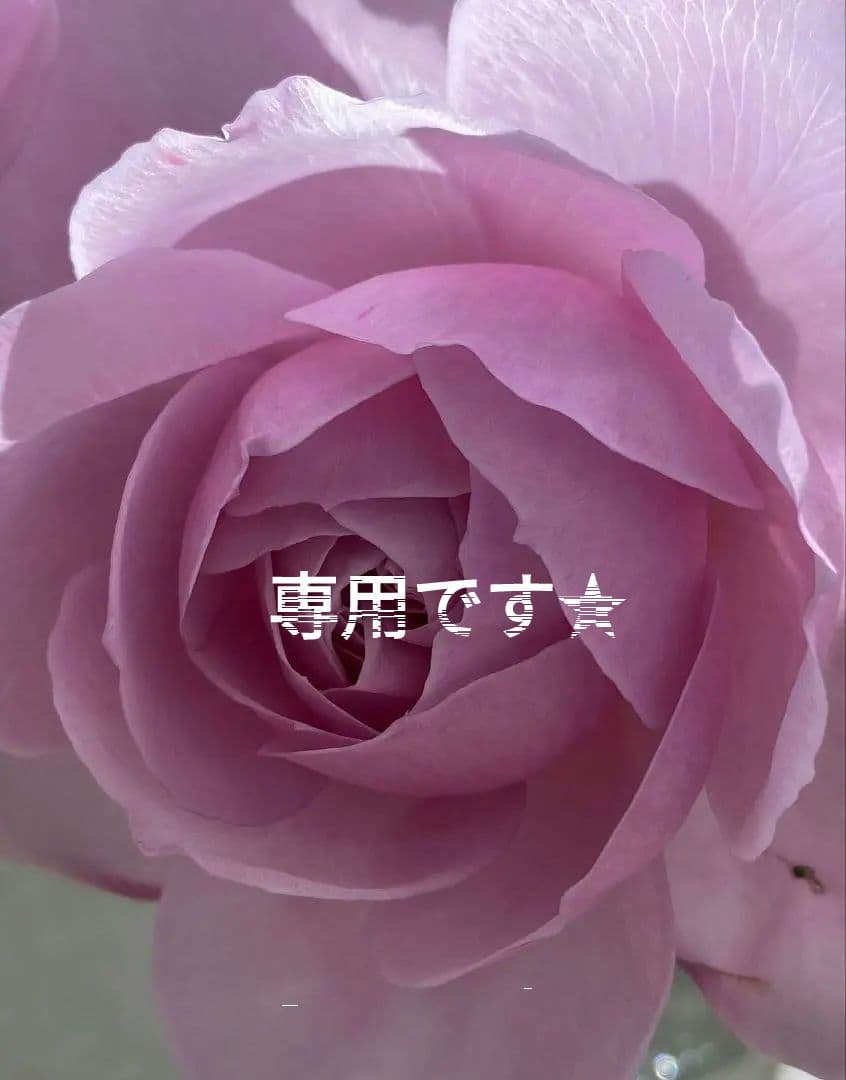 レア切花品種/　バラ苗