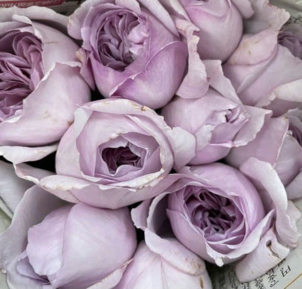 レア切花品種/　バラ苗